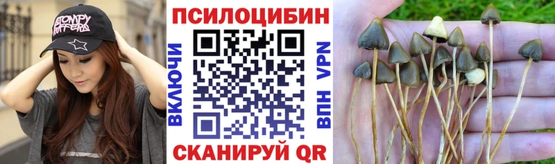 продажа наркотиков  Суздаль  Галлюциногенные грибы MAGIC MUSHROOMS 